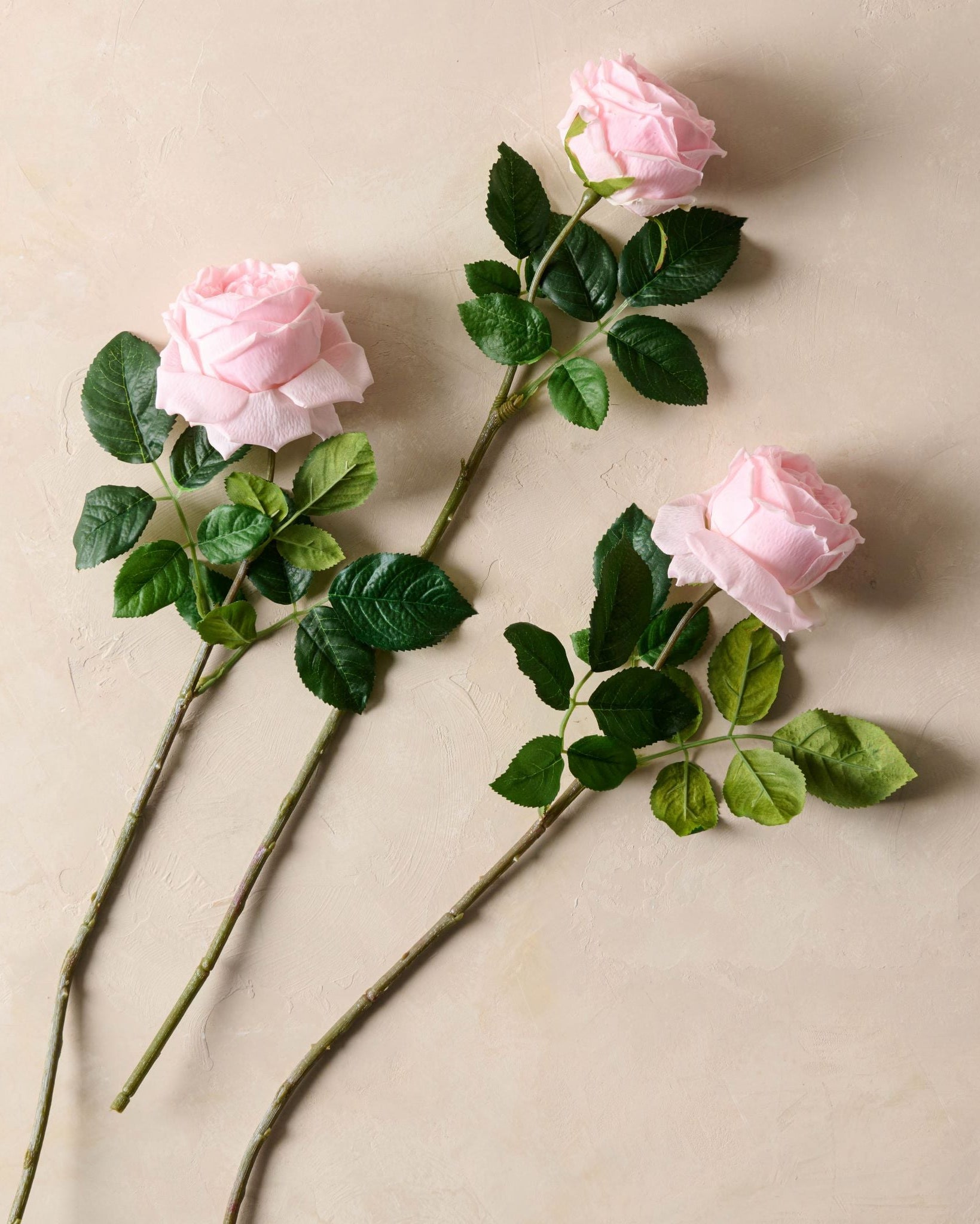 Austin Rose Stem - Image 2