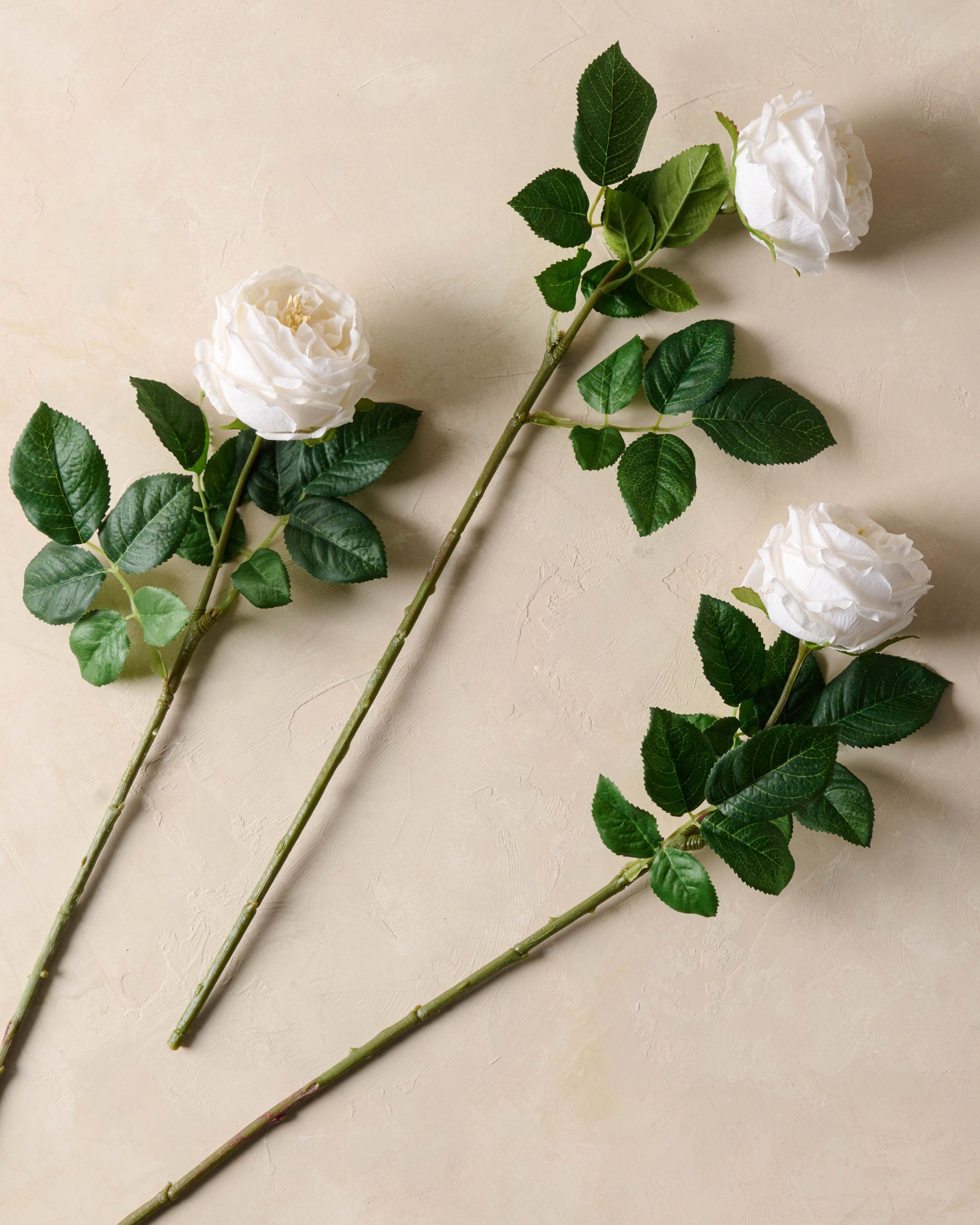 Austin Rose Stem - Image 6