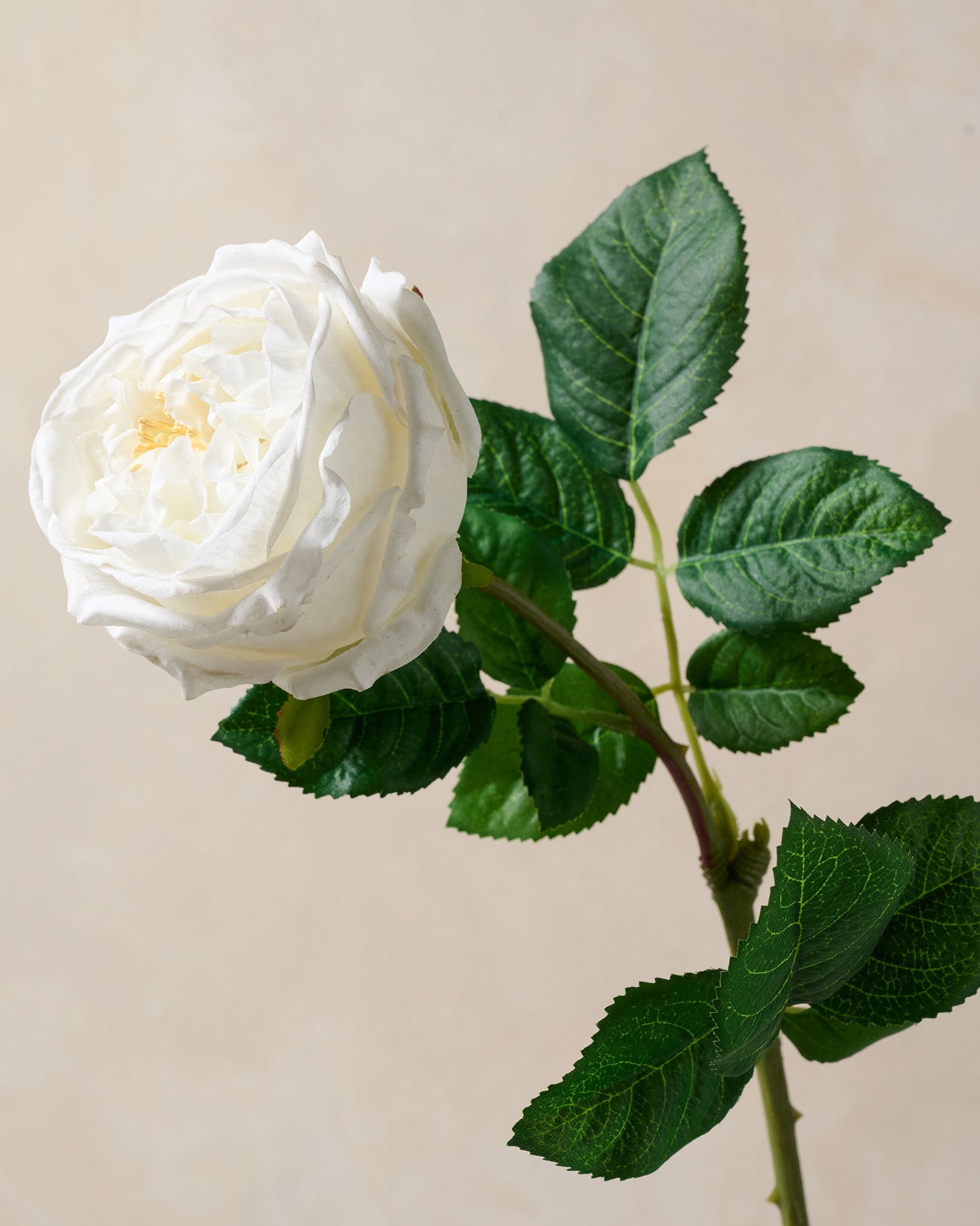 Austin Rose Stem - Image 4