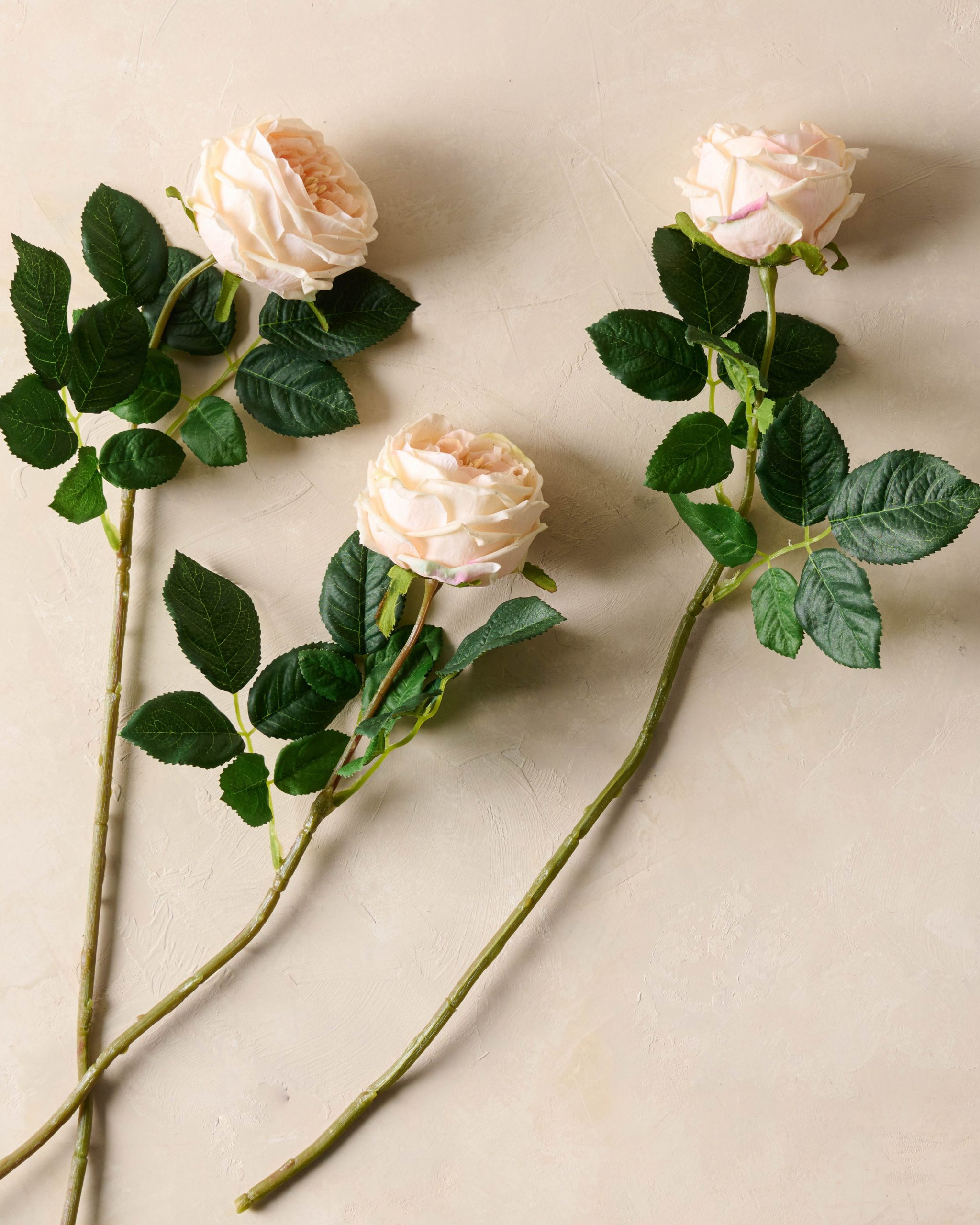 Austin Rose Stem - Image 7