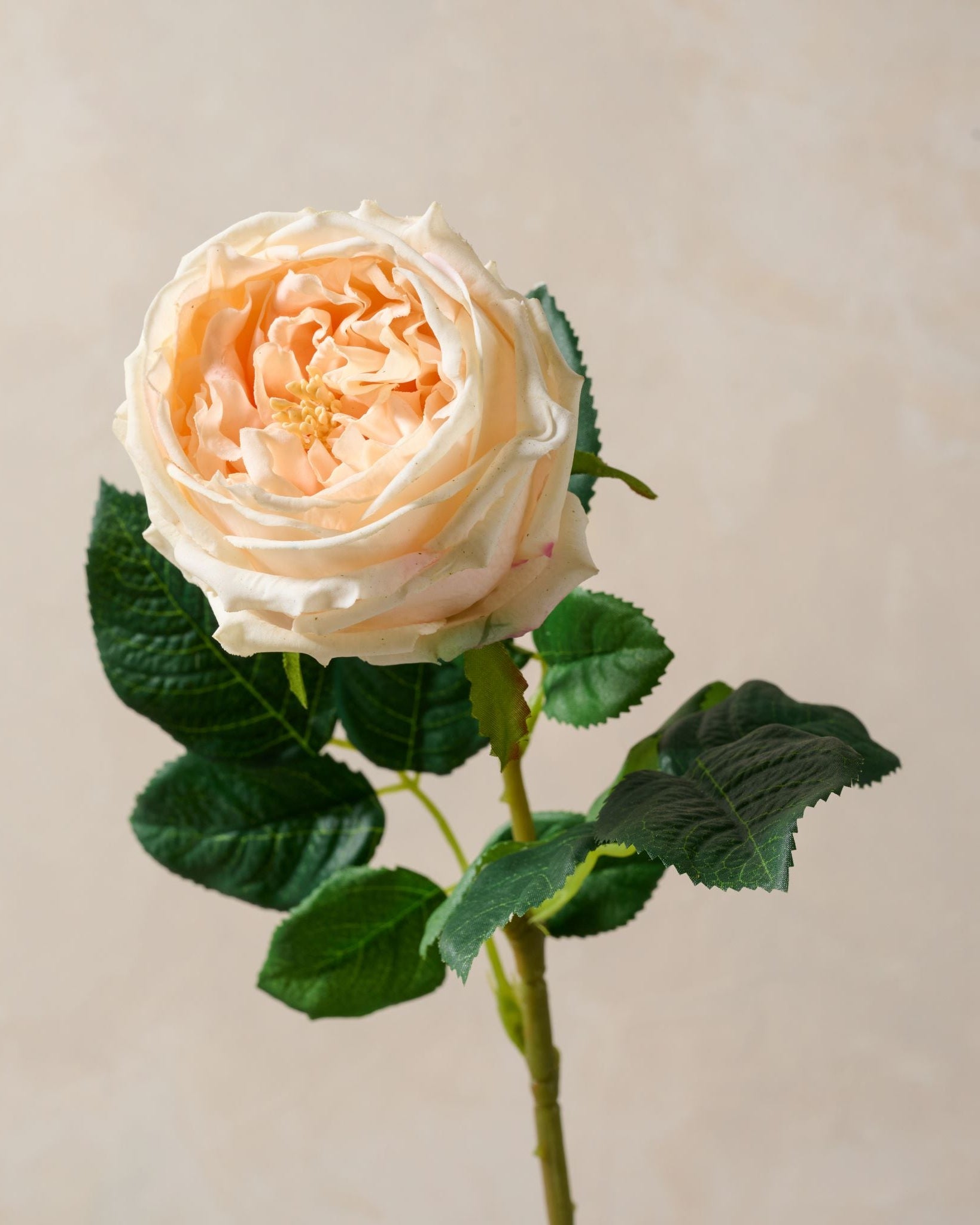 Austin Rose Stem - Image 5