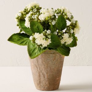 Potted Bouvardia Flower