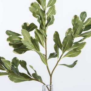 Pittosporum Leaf Stem