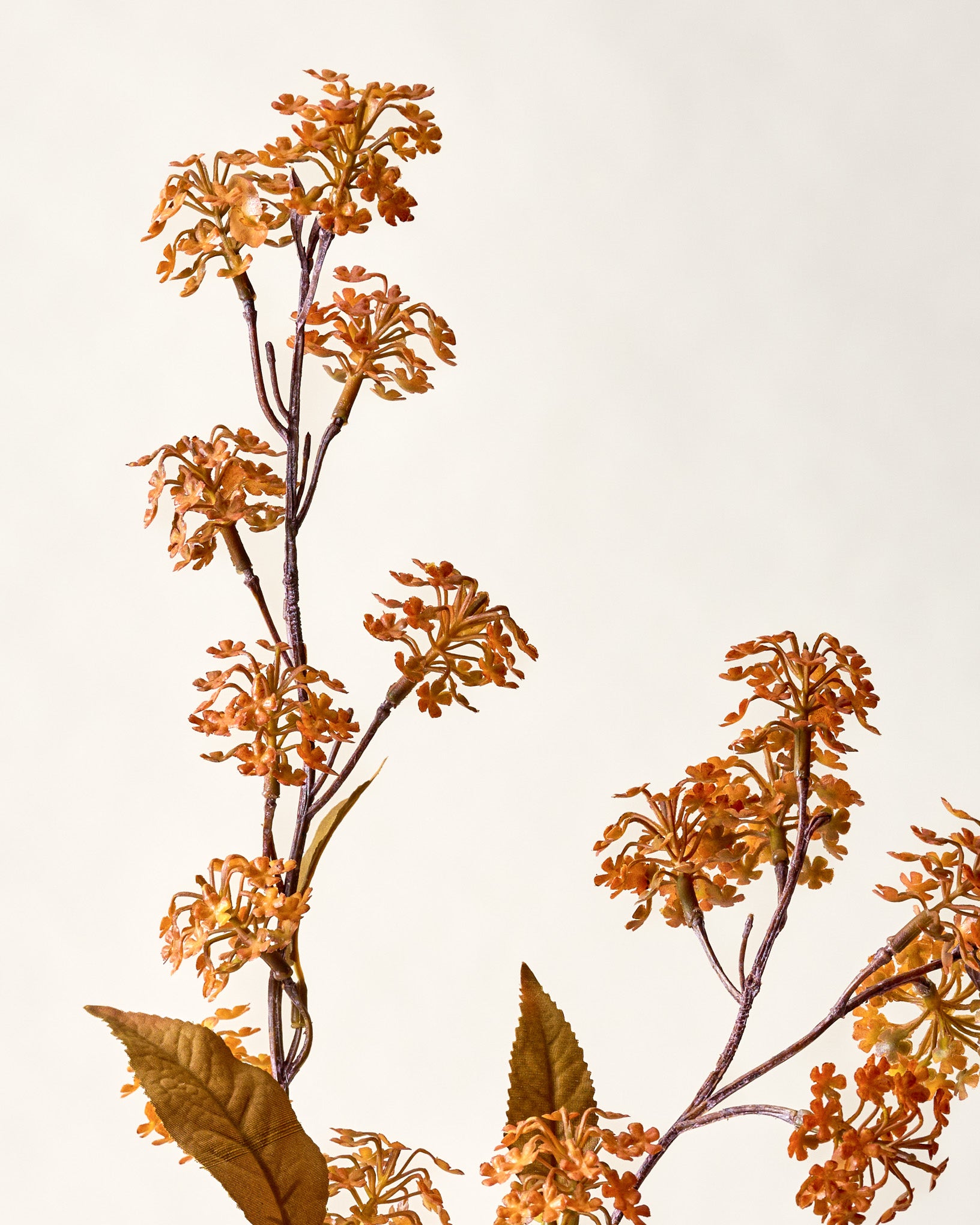 Elderberry Stem - Image 4
