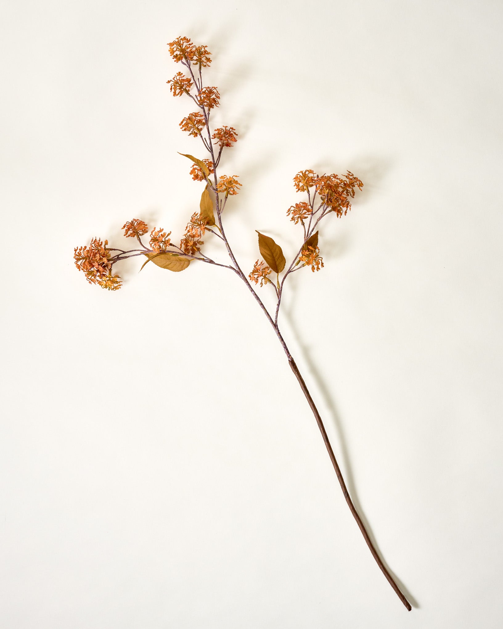 Elderberry Stem - Image 3