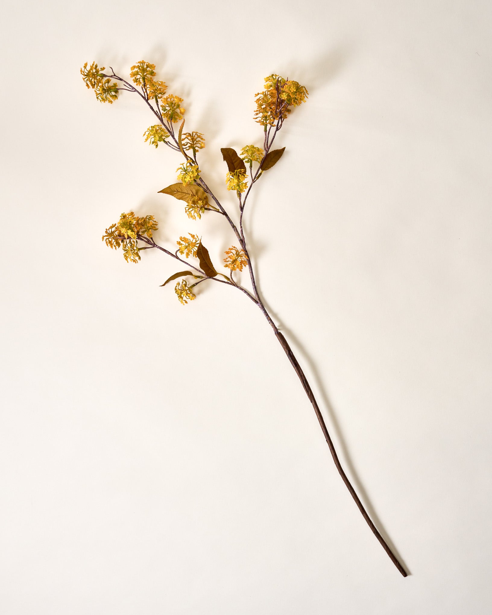 Elderberry Stem - Image 6