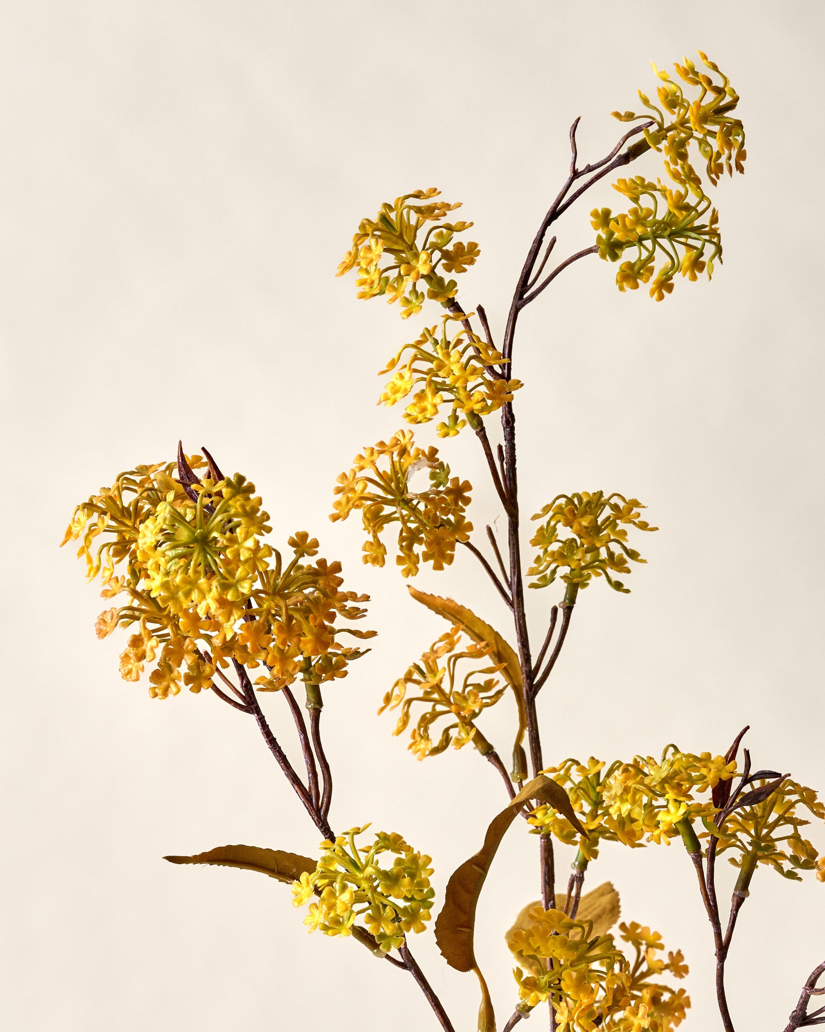Elderberry Stem - Image 5