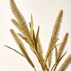 Green Foxtail Wheat