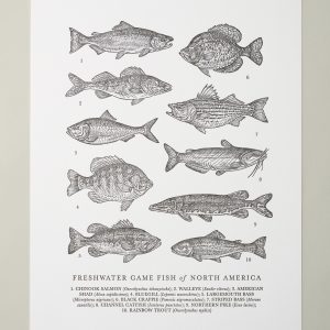 Guide to Freshwater Fish Art Print