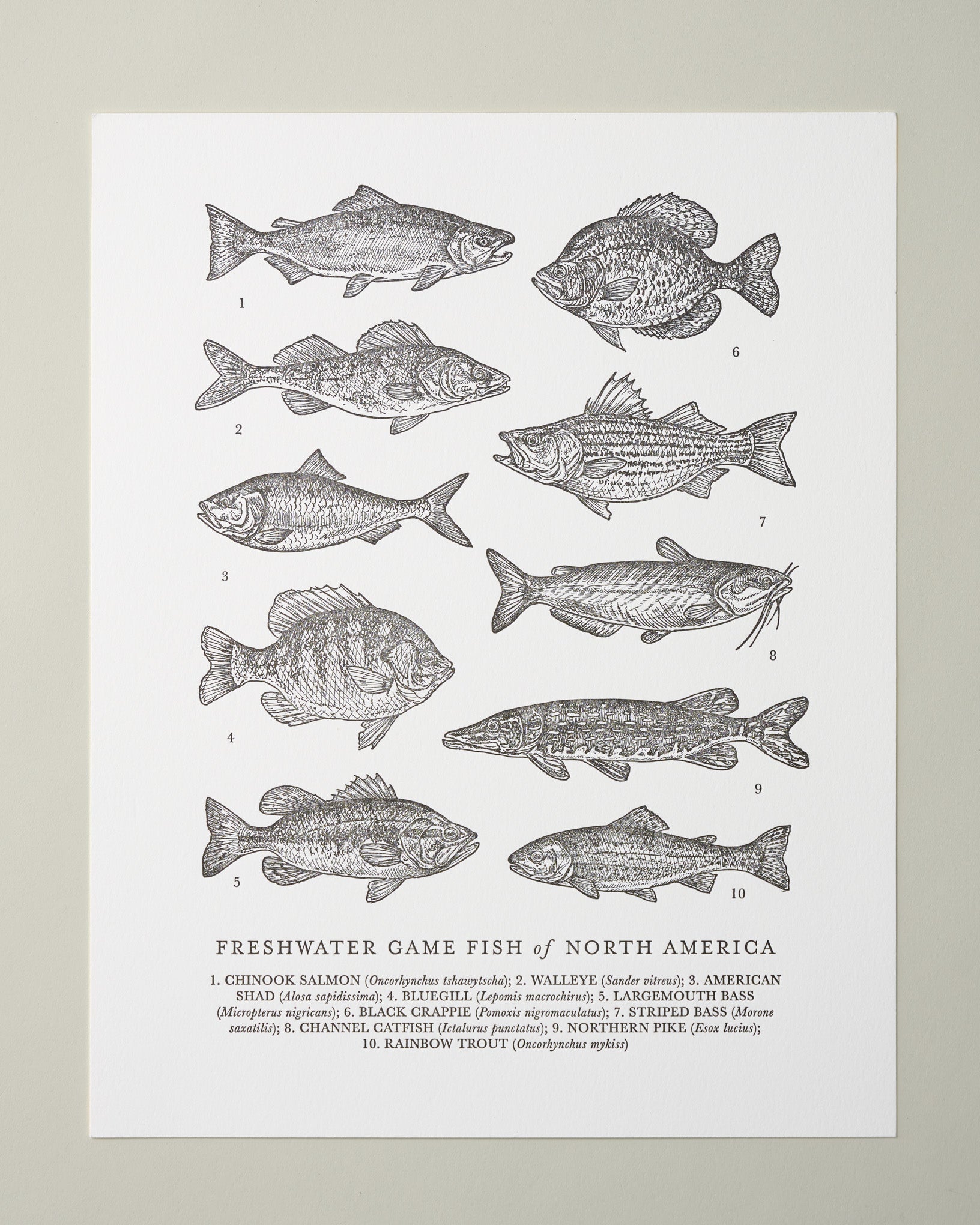 Guide to Freshwater Fish Art Print