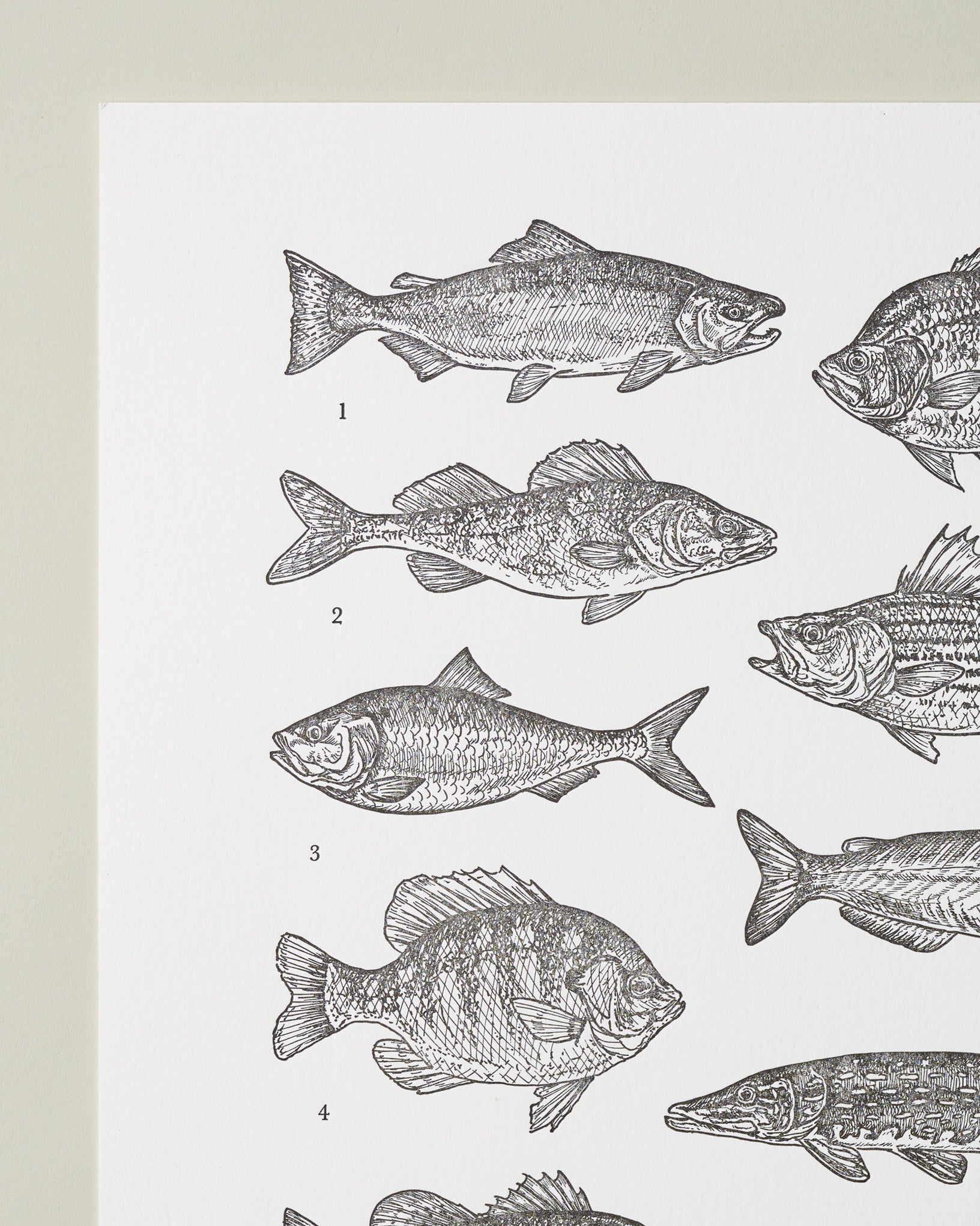 Guide to Freshwater Fish Art Print - Image 2