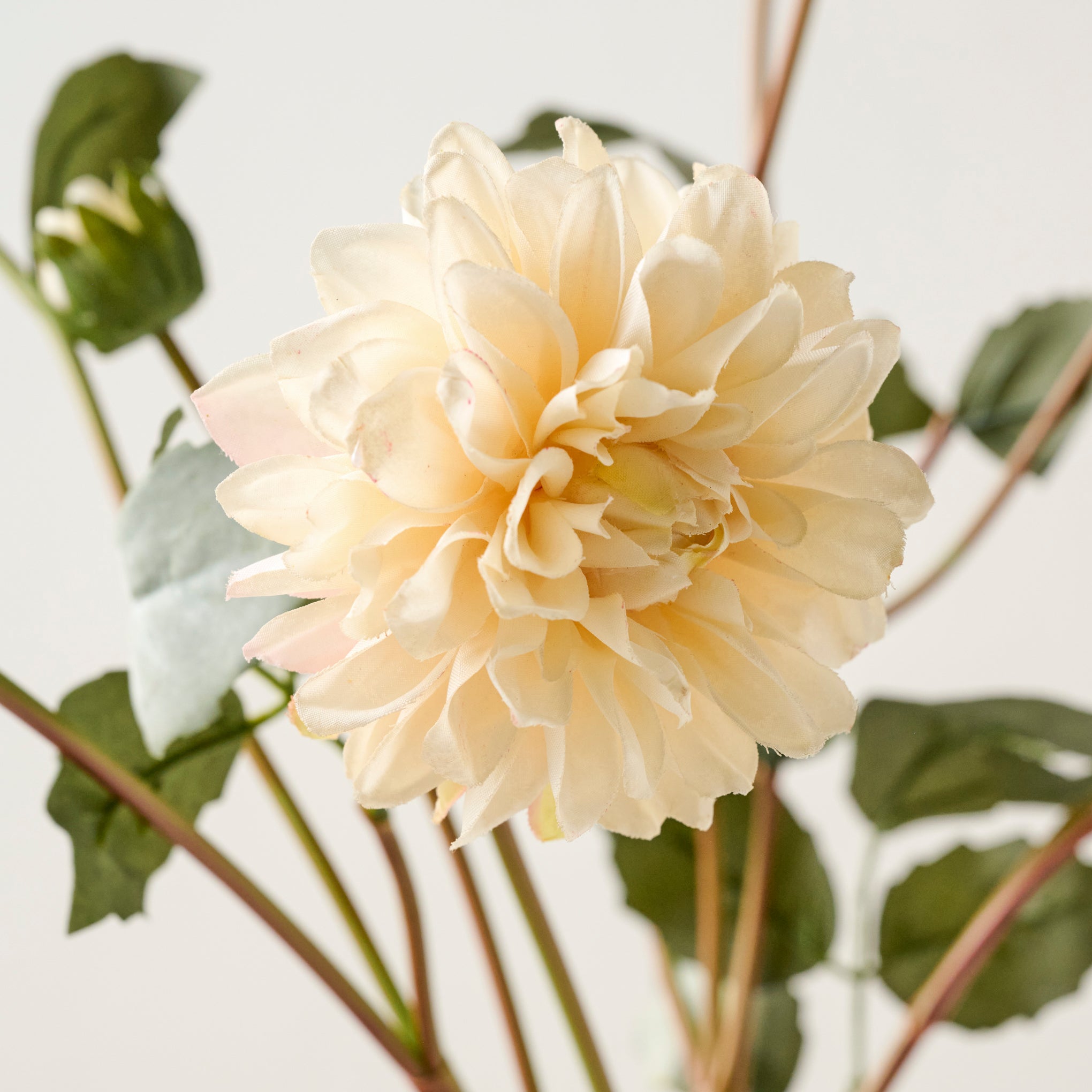 Dahlia Bloom Bundle - Image 3