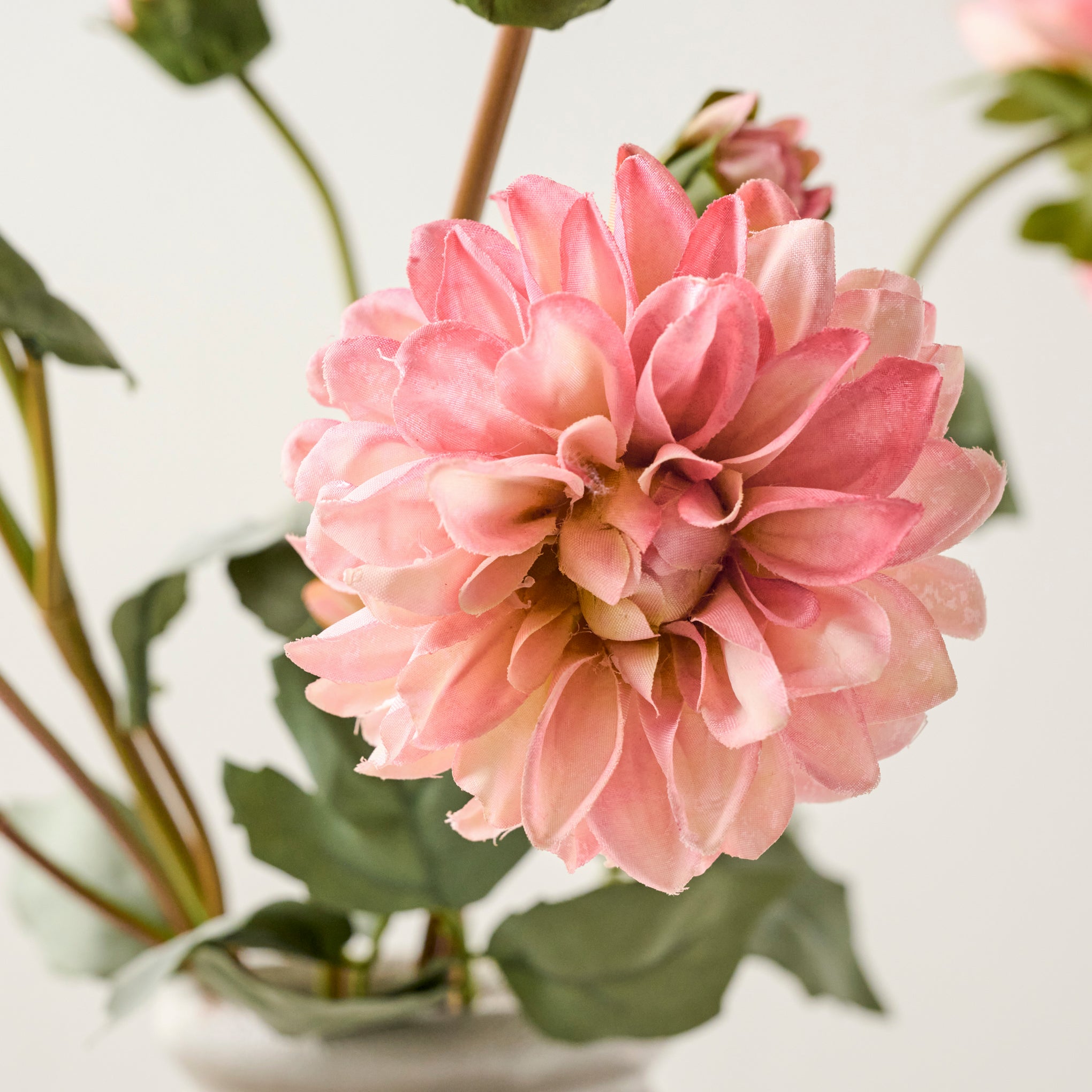 Dahlia Bloom Bundle - Image 4