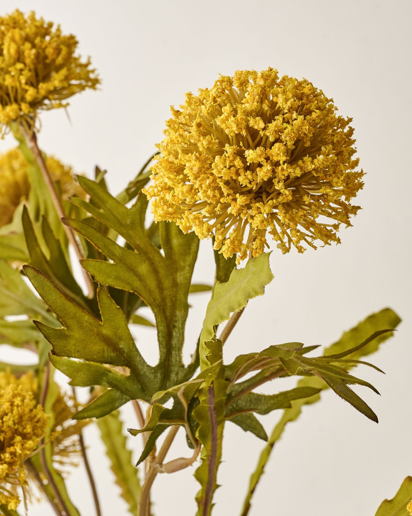 Large Thistle Bush - Image 4