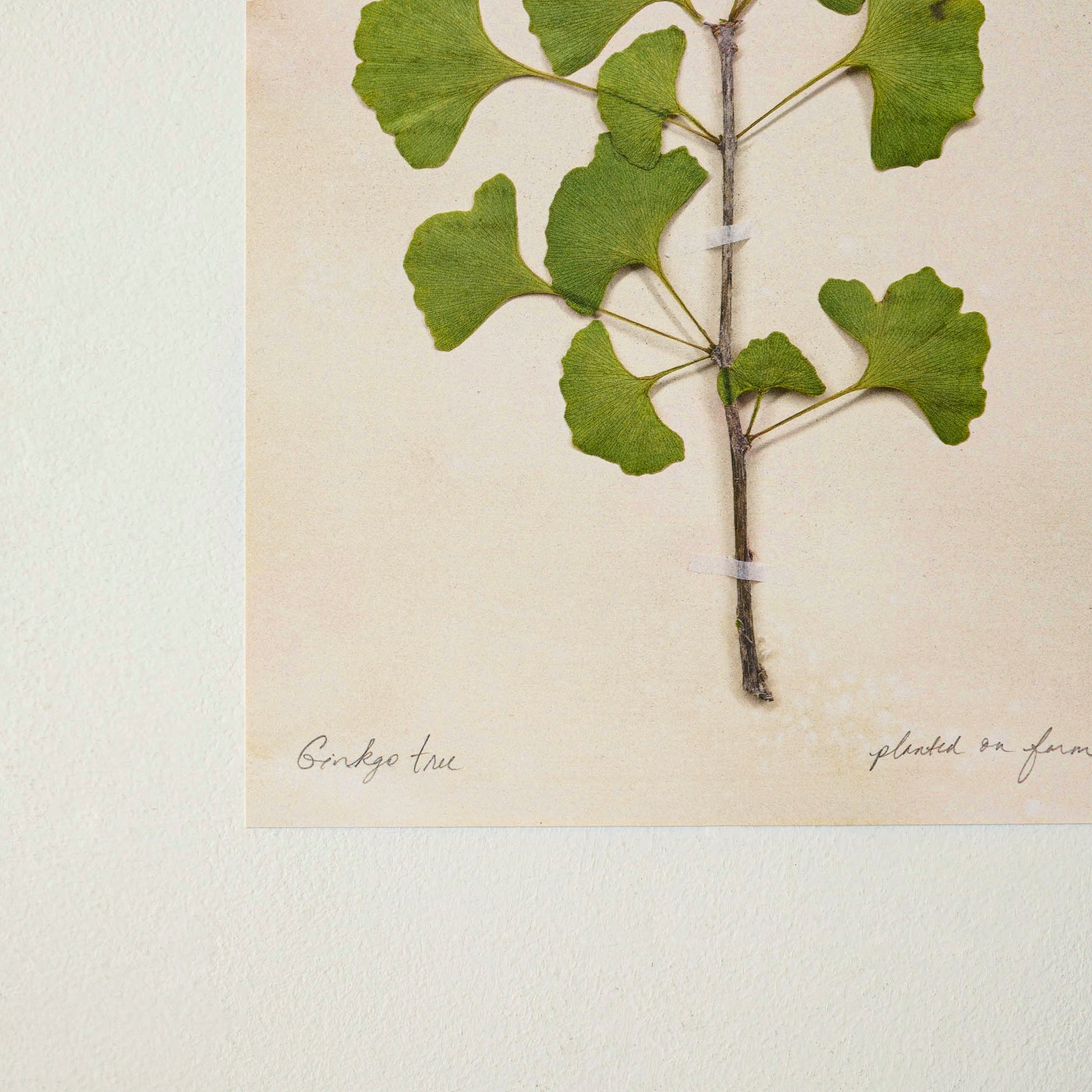 Jo's Hand Pressed Herbarium Prints - Ginkgo Tree '21 - Image 2