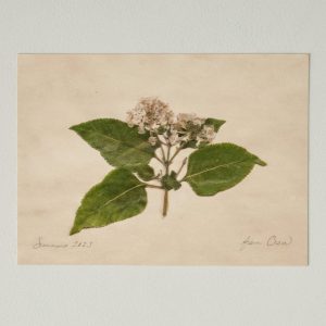 Jo's Hand Pressed Herbarium Prints - From Crew '23