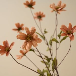 Light Amber Cosmos Stem
