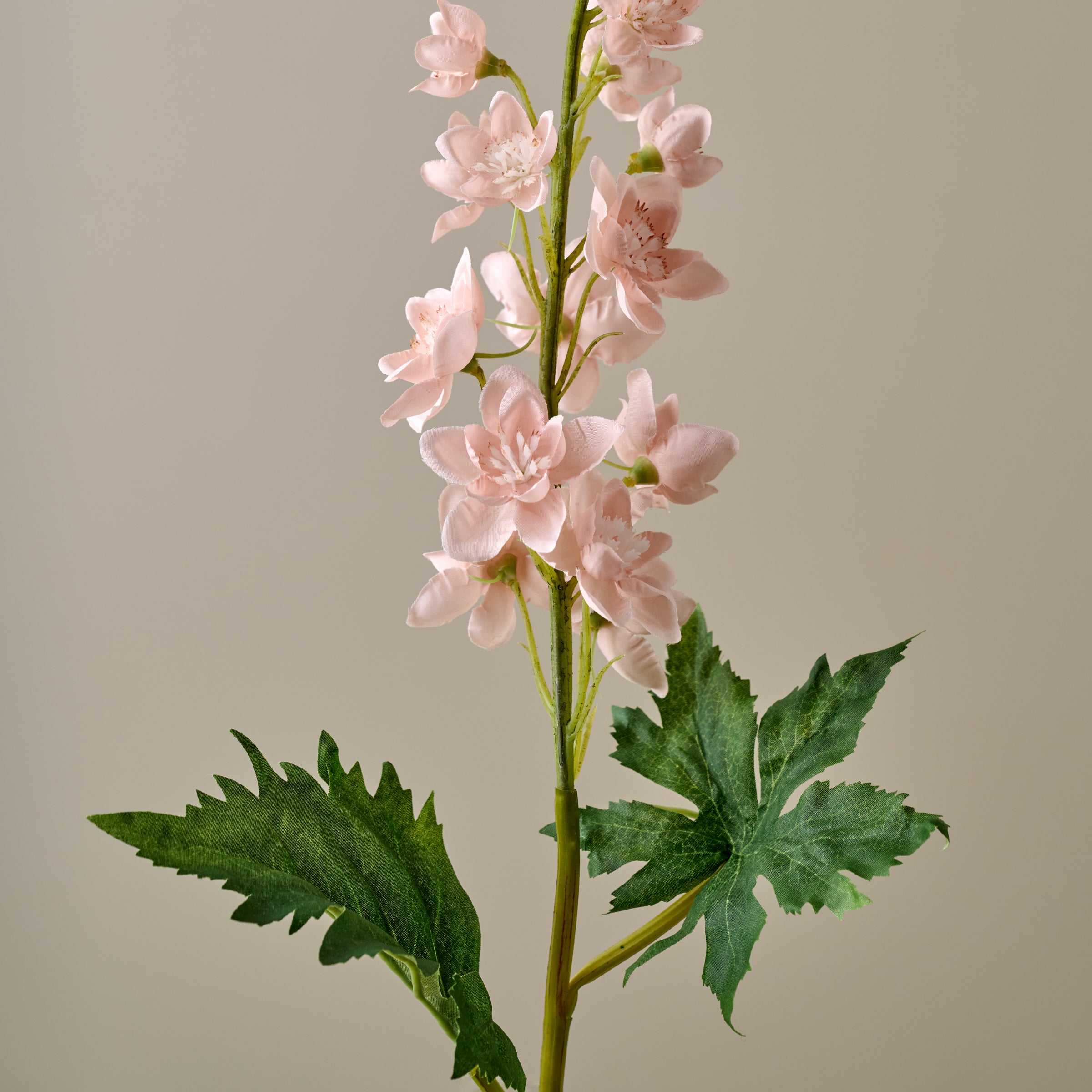 Larkspur Stem - Image 5