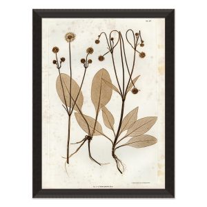 Preserved Plants III