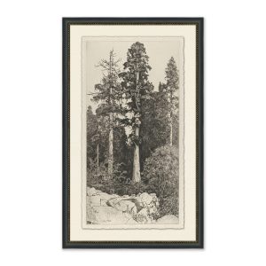 Tall Trees I