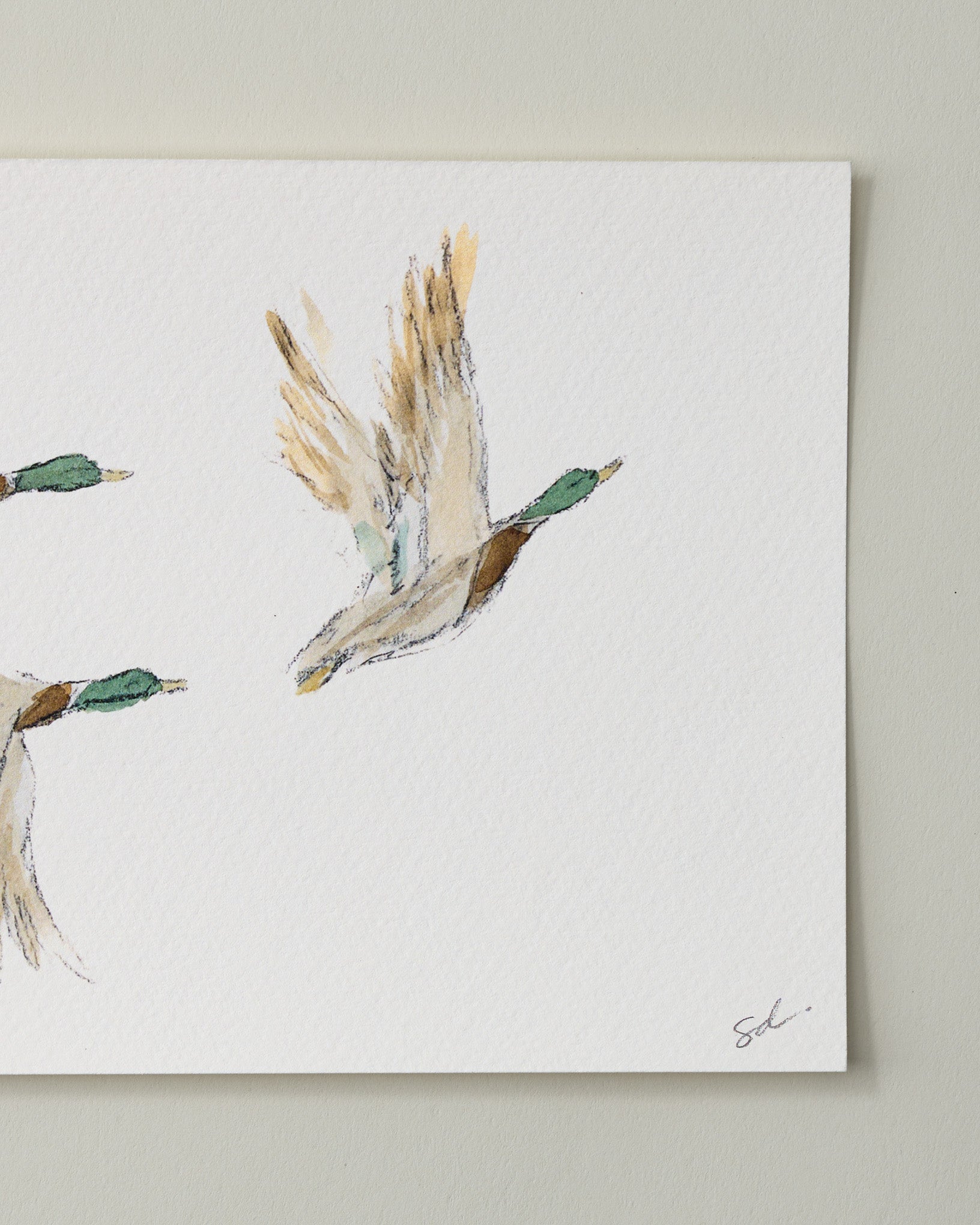 Mallards in Flight II Fine Art Print - 5 x 7 - Image 2