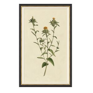 Vintage Botanical Study I