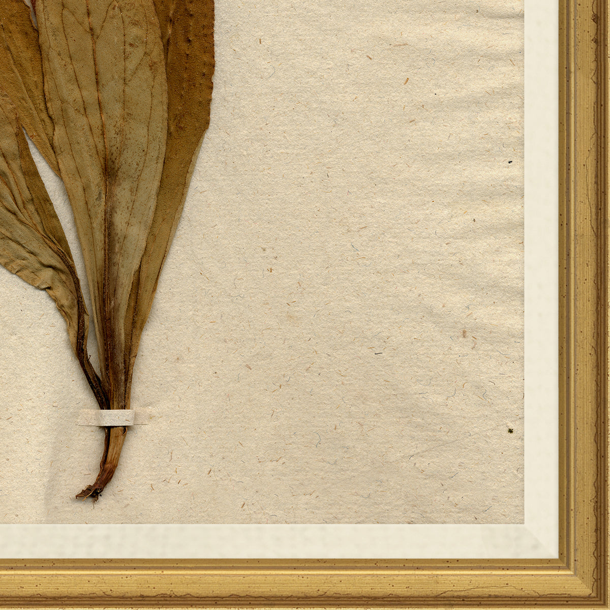 Pressed Floral III - Image 2