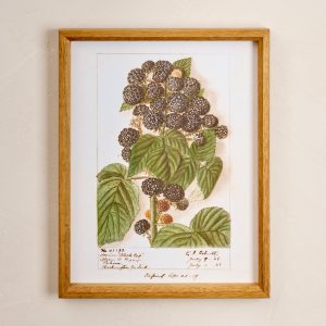 Fresh Blackberry Botanical Framed Print