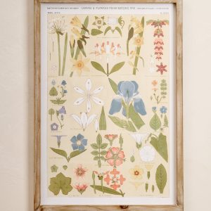 Antique Botanical Study II Framed Art