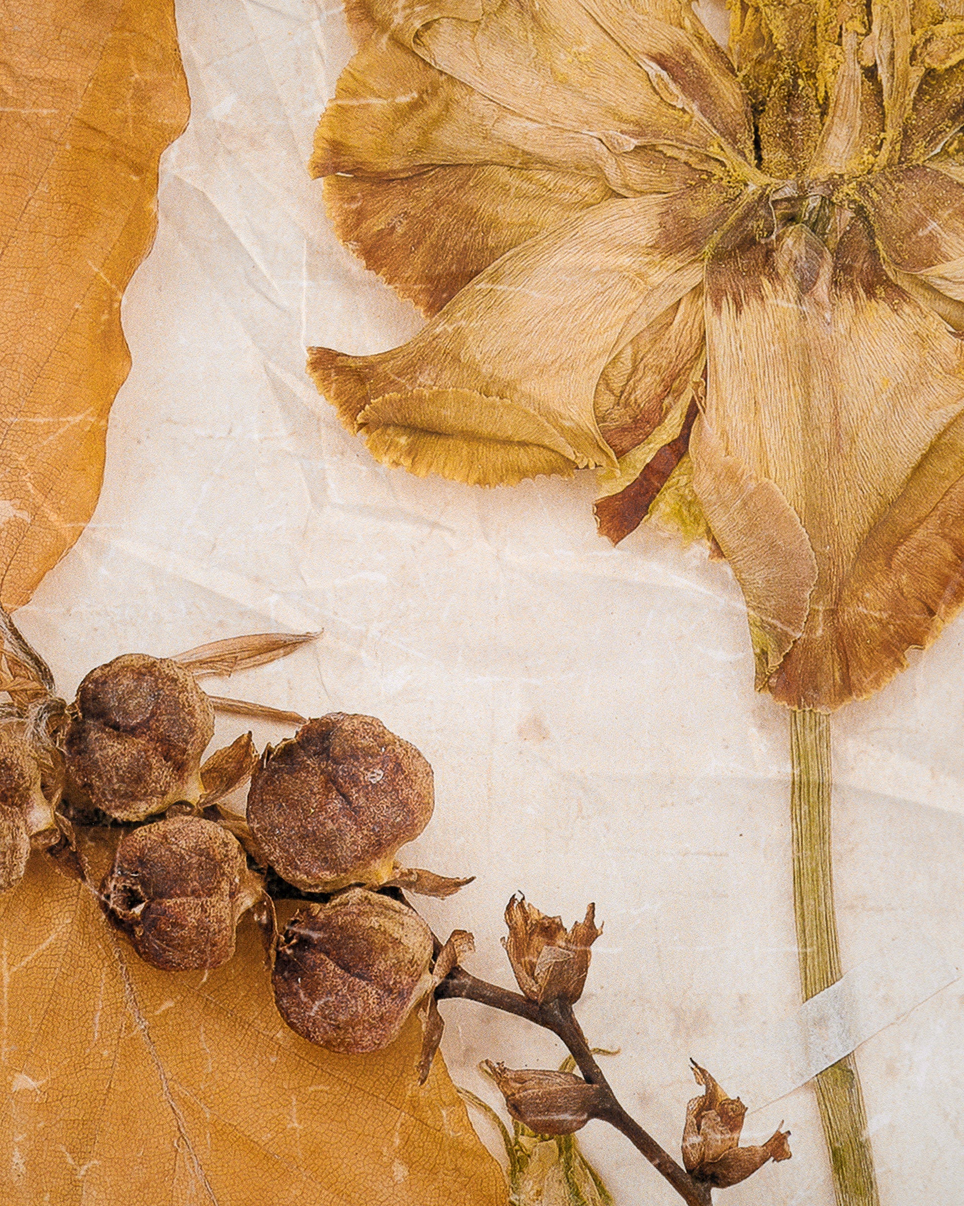 Jo's Herbarium Tapestry - Image 3