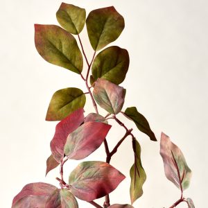 Red-Twig Dogwood Branch