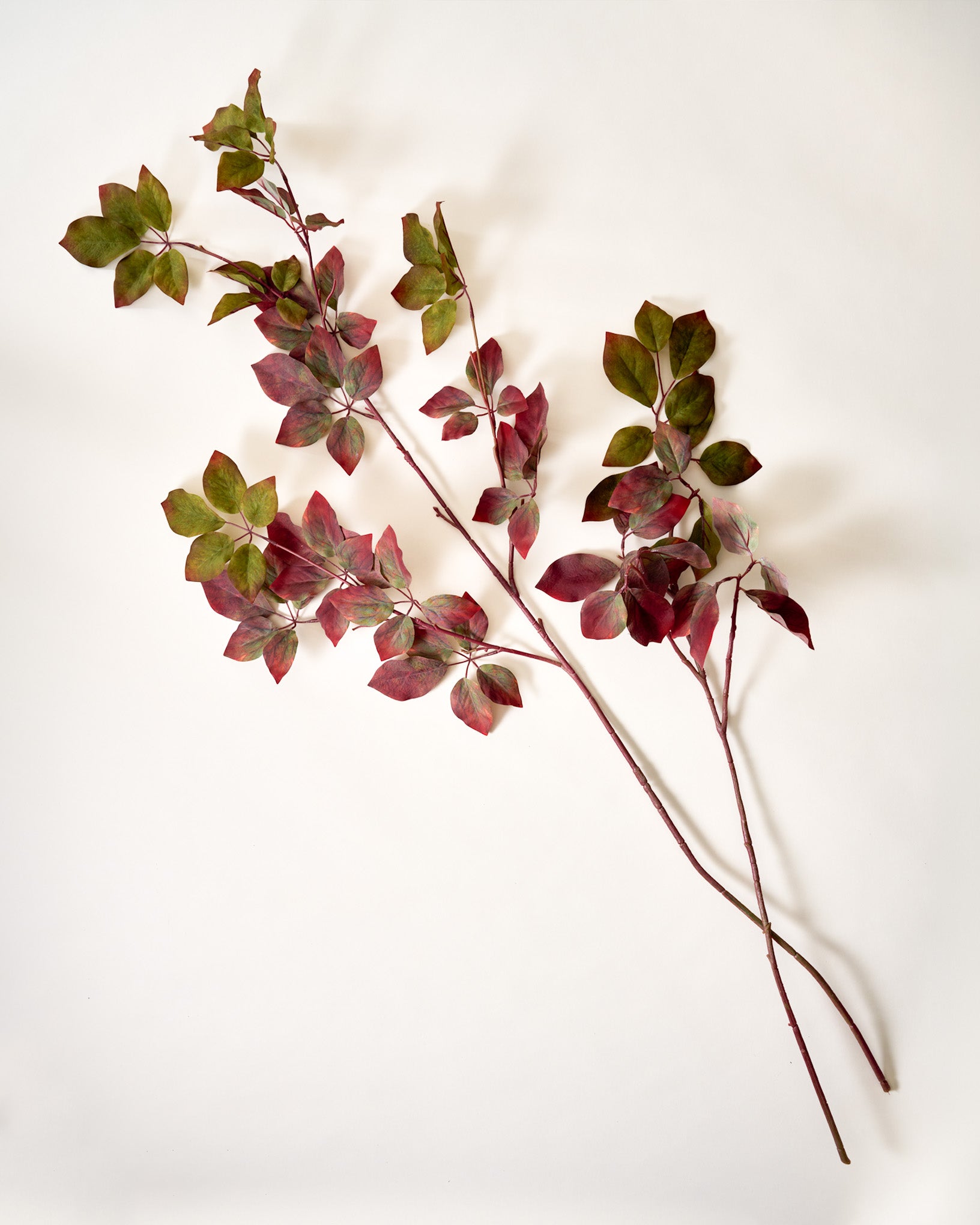 Red-Twig Dogwood Branch - Image 2