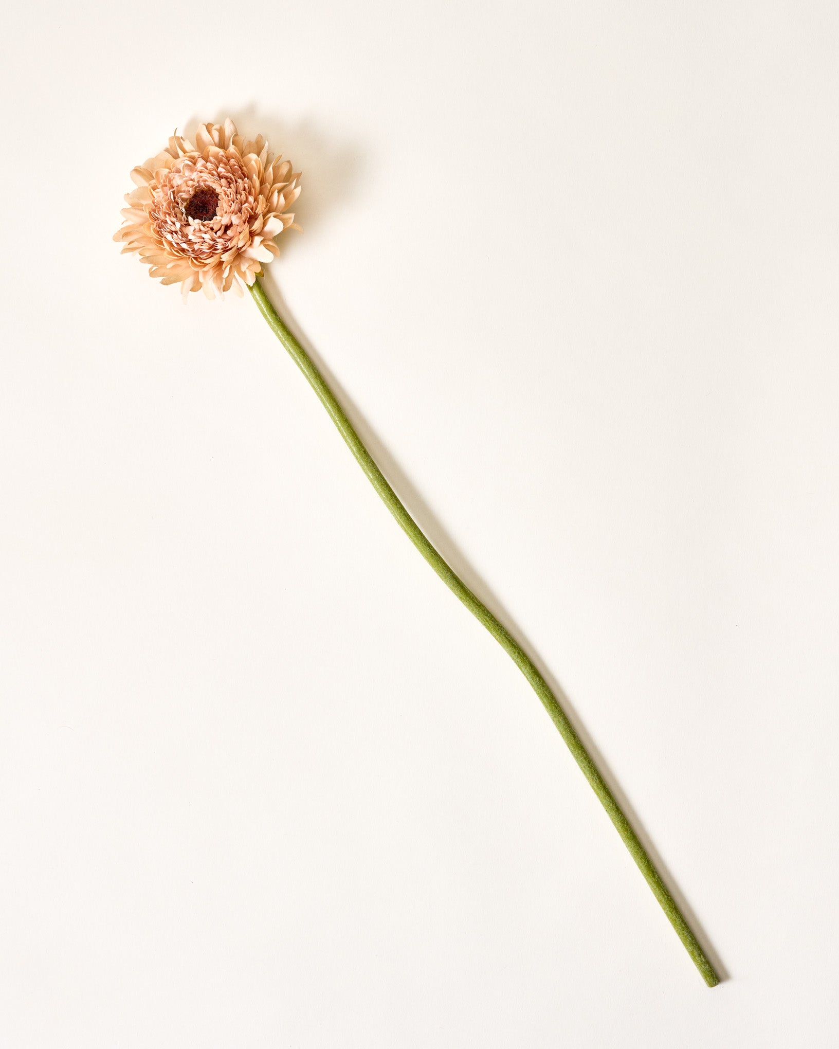 Gerber Daisy Stem - Image 3