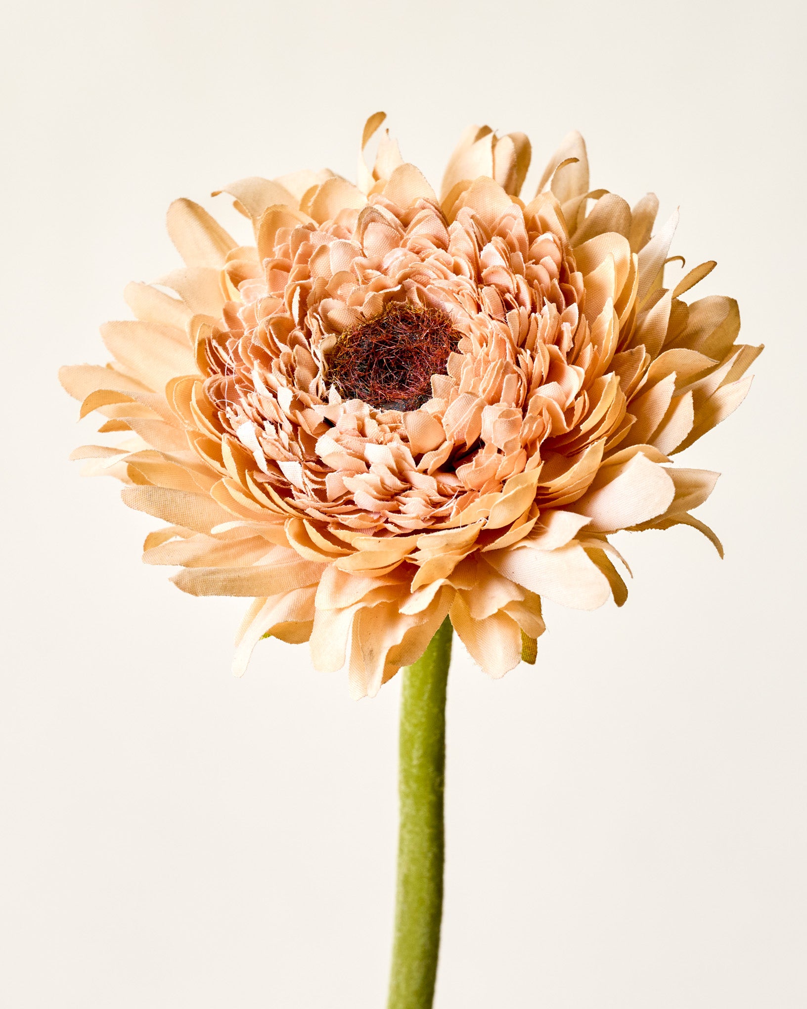 Gerber Daisy Stem - Image 4